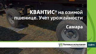 Биостимулятор на озимой пшенице. Учет урожайности