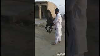 Beautiful Gora Dance Owner Mian Imtiaz Aslam Labana & Mian Alah Dita Labana District Pakptan part 29