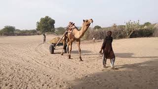 You know about Camel Desert Life||Camel lifestyle in desert||Camel story.