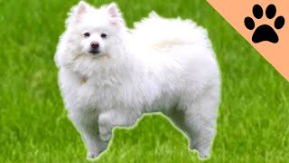 All about American Eskimo Dogs