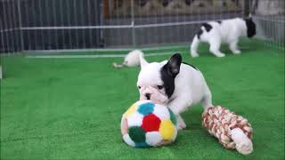 Funny French Bulldogs Compilation // TRY NOT TO LAUGH!!