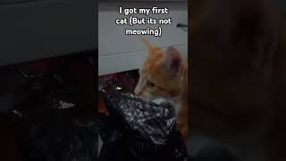 My First cat but its not Meowing #shorts #cat #meow