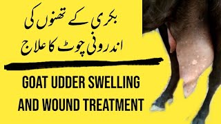 Bakri K Thano k Zakham ka ilaj || Sarroo Ka Ilaj || Mastitis Treatment