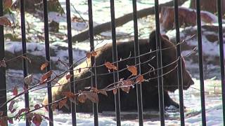 Braunbär badet im Eiswasser - Bear takes a bath in ice-water