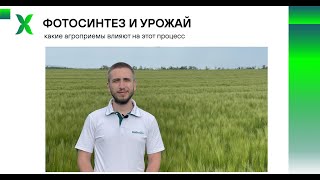 Фотосинтез и урожай