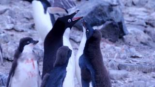 Noisy Adelie Penguins - Yelling it has no more food!