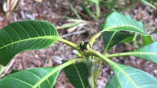 How to plant Mango trees from Seeds Update Florida  gardening