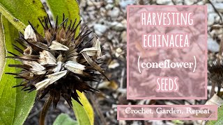 Harvesting Echinacea Seeds (Coneflower Seeds)🌱Crochet, Garden, Repeat