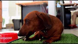 Autocom ahora es Pet Friendly