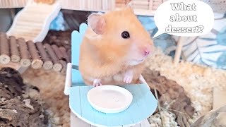 Hamster eats everything from the plate 🍽🐹