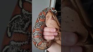 Ruby the red tail boa ❤️ #shortsvideo #youtubeshorts #education #snake #shorts