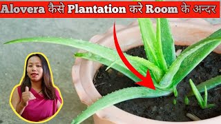 Room के अन्दर ही Alovera Plantation कैसे करें//Farming inside Room//