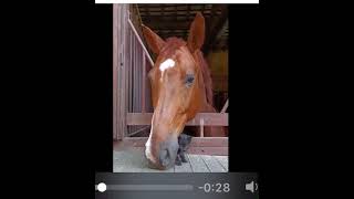 A kitten befriends a 9yo gelding named Sole.