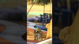 Monkey Funny Video Part 2 #funny #video #shorts #ytshorts #youtubeshorts