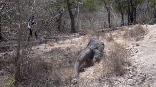 Following a large Komodo Dragon on Rinca Island Indonesia