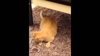 CAT home video/A typical day with our mom/funny cat video/cats on youtube/playing cats/shorts/cats