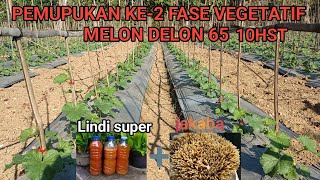 PEMUPUKAN KEDUA MELON DELON65 MENGGUNAKAN JAKABA+LINDI SUPER USIA 10HST #delon65 #melon