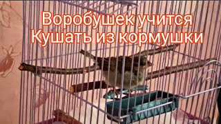 КАК ВОРОБЕЙ УЧИТСЯ КУШАТЬ САМОСТОЯТЕЛЬНО? Воробушек пробует кушать просо из кормушки #спасениептенца