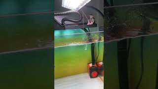 Review tẩy cặn canxi bể cá an toàn với cá tép #cacanh77 #cacanh #aquarium #aquariumchannel