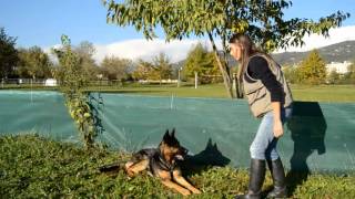 Il terra resta: come insegnarlo in maniera veloce e sicura al nostro cane.