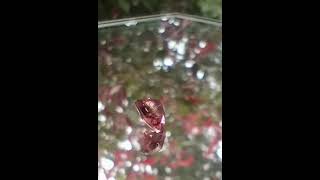 Genuine Masasi Bordeaux Color Change Garnet at thecoveatfoxhollow.com