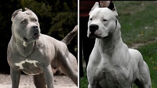 Top5 perros que el dogo argentino podría derrotar con facilidad