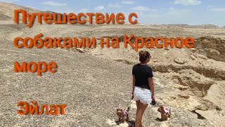 Путешествие с собаками на Красное море. Эйлат.