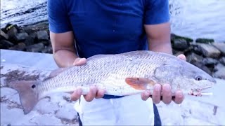 PESCA CON CARNADA VIVA\\Allan Abad