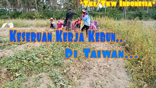 #Keseruan Para Tki/Tkw# Kerja Kebun#Di Taiwan_^…