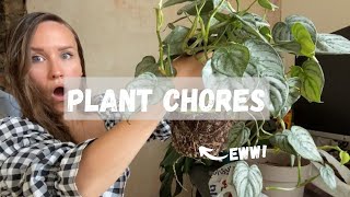 Plant Chores | Propagating & Repot