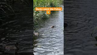 😱 Ducks catch the fishes 🐟 #duck #fishing #fish