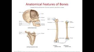 Chapter 8 The Skeletal System