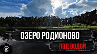 Подводное погружение на дно озера РОДИОНОВО // ЗАГАДОЧНЫЕ ВОДОРОСЛИ НА ДНЕ .