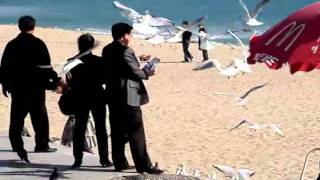 Feeding Gulls on Haeundae Beach, Busan South Korea