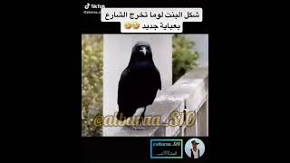 سنابات تكتك ستوريات