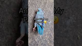 Save Parrots from Ants😪