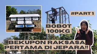 MANTAP! BEKUPON MERPATI JINJING BOBOT 100KG DARI JAWA TIMUR PERTAMA DI JEPARA! ORANG BISA MASUK!