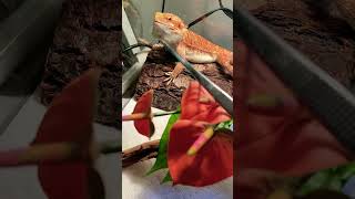 Bearded dragon eating mealworm!