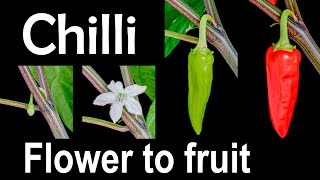 Chilli 🌶 growing from flower to fruit - time lapse [4K]