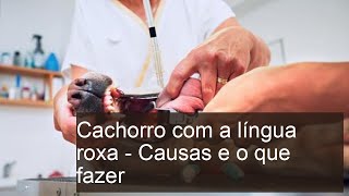 Cachorro com a LÍNGUA ROXA - Causas e o que fazer