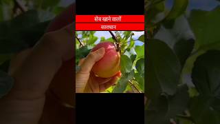 सेब खाने वालों सावधान #amazingfacts #factsinhindi #knowledge #fruit #facts  #viral #trending #shorts