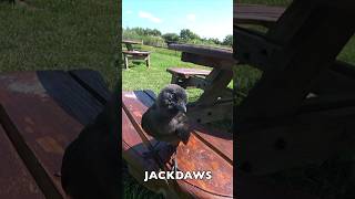 Meet Jackdaws 🐦‍⬛ #shorts