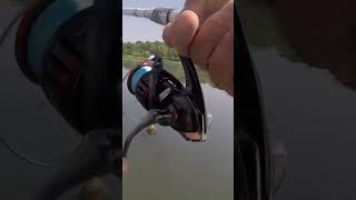 Bass stuck in the weeds and reveals itself to be a tank champlain largemouth