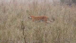 Tiger with a  fawn in her jaws to feed her cubs at Corbett-Feb 2024