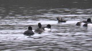 Ring Necked Duck, Billing GP, Northampton.