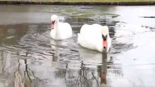 Swans at work as professional ice breakers