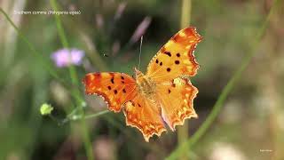 Southern Comma butterfly (Polygonia egea)