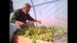 November salad in the hoophouse