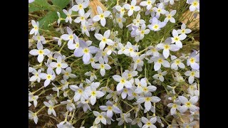 Quaker Ladies or Bluets wildflower video : Houstonia caerulea