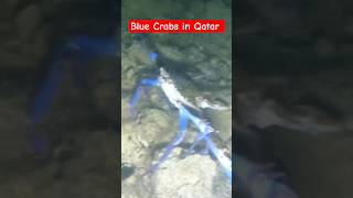 Catching Blue Crabs in Qatar #shorts #shortvideo #shortsfeed #fypシ #crabs #crabhunting #ofw